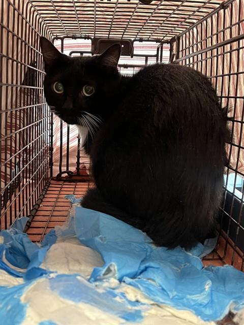 Shelter Stray Unknown Cat last seen Near BLOCK SW 70 AV, PLANTATION FL 33317, Davie, FL 33312