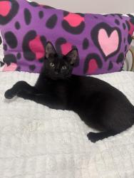 Lost Female Cat last seen Near Sunnyside Ave, Westchester, IL  60154, Westchester, IL 60154