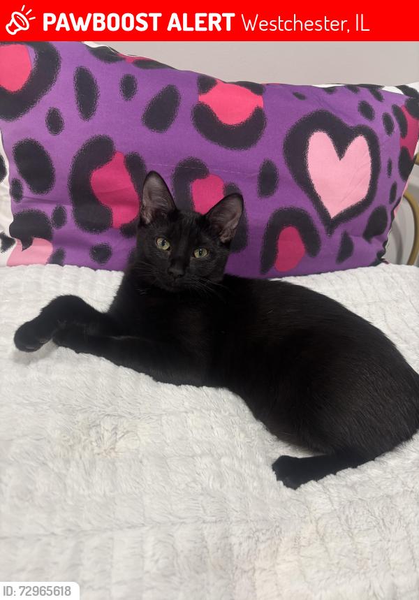 Lost Female Cat last seen Near Sunnyside Ave, Westchester, IL  60154, Westchester, IL 60154