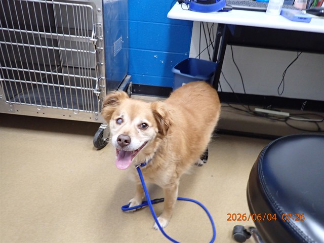 Shelter Stray Male Dog last seen OFALLON, St. Peters, MO 63376