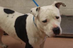 Shelter Stray Female Dog last seen Near BLOCK HARD SCRABBLE RD, Columbia, SC 29209