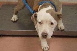 Shelter Stray Female Dog last seen Near BLOCK HARD SCRABBLE RD, Columbia, SC 29209