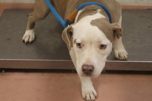 Shelter Stray Female Dog last seen Near BLOCK HARD SCRABBLE RD, Columbia, SC 29209