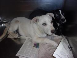 Shelter Stray Male Dog last seen , Los Angeles, CA 91405