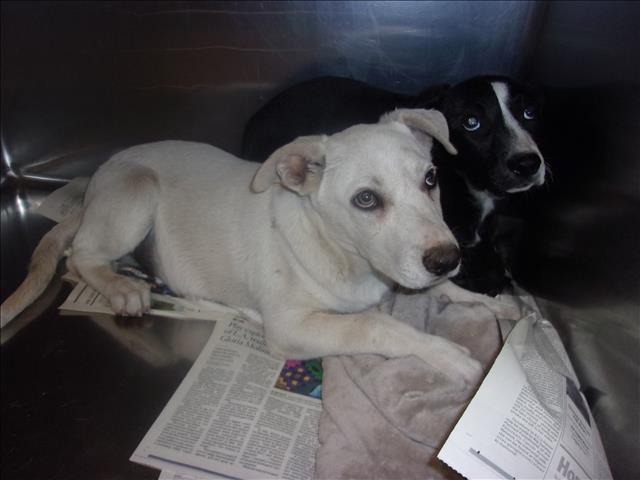Shelter Stray Male Dog last seen , Los Angeles, CA 91405