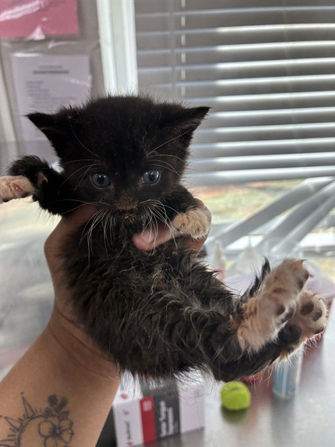 Shelter Stray Female Cat last seen LITHIA SPRINGS RD, Shelby, NC 28150