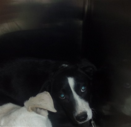 Shelter Stray Male Dog last seen , Los Angeles, CA 91405