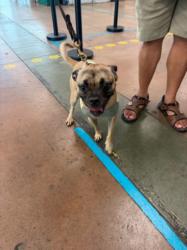 Shelter Stray Female Dog last seen , Los Angeles, CA 91405
