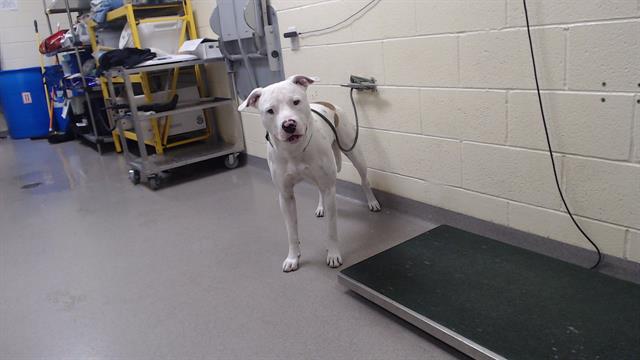 Shelter Stray Male Dog last seen Near BLOCK E ALAMEDA AVE, AURORA CO 80012, Denver, CO 80223