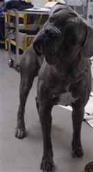 Shelter Stray Male Dog last seen Near BLOCK S ZENOBIA ST, DENVER CO 80219, Denver, CO 80223