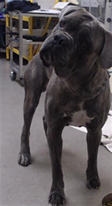 Shelter Stray Male Dog last seen Near BLOCK S ZENOBIA ST, DENVER CO 80219, Denver, CO 80223