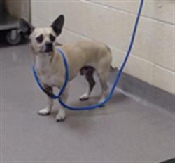 Shelter Stray Male Dog last seen Near BLOCK N ZUNI ST, DENVER CO 80221, Denver, CO 80223