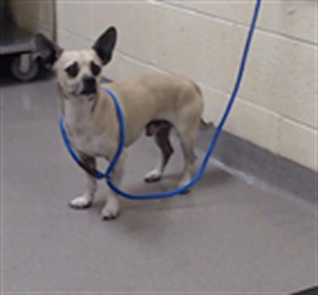 Shelter Stray Male Dog last seen Near BLOCK N ZUNI ST, DENVER CO 80221, Denver, CO 80223