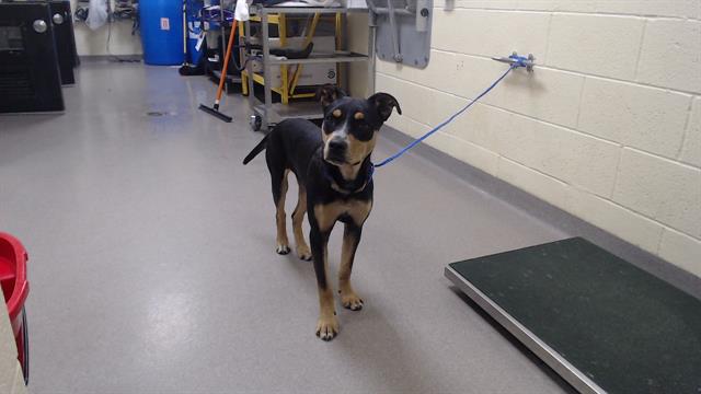 Shelter Stray Male Dog last seen Near BLOCK E MONTVIEW BLVD, DENVER CO 80220, Denver, CO 80223