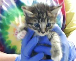 Shelter Stray Female Cat last seen Near BLOCK FURMAN DR, FAYETTEVILLE NC 28304, Fayetteville, NC 28306