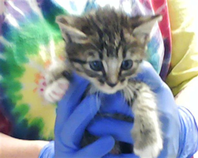 Shelter Stray Female Cat last seen Near BLOCK FURMAN DR, FAYETTEVILLE NC 28304, Fayetteville, NC 28306