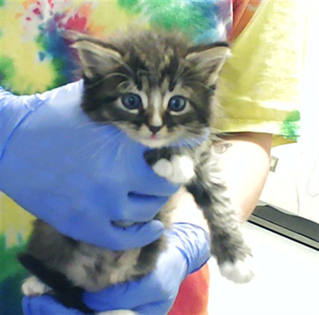 Shelter Stray Male Cat last seen Near BLOCK FURMAN DR, FAYETTEVILLE NC 28304, Fayetteville, NC 28306