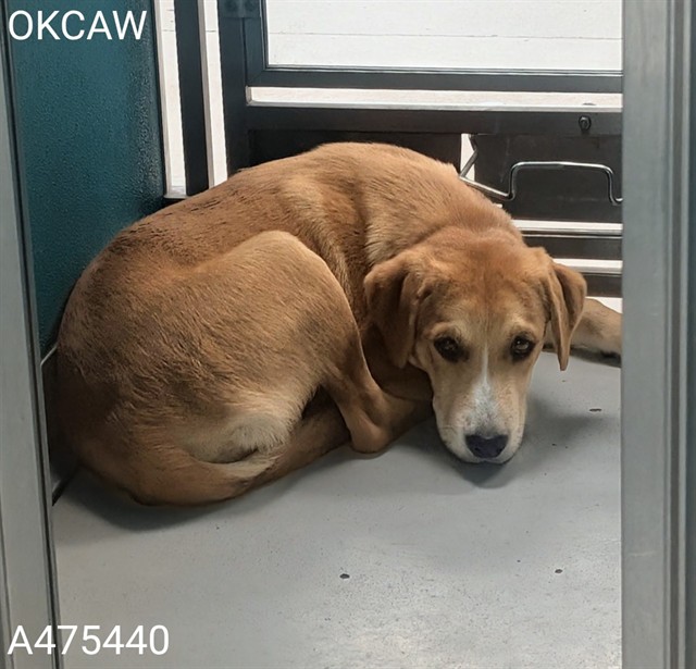 Shelter Stray Female Dog last seen NW 21ST ST / N BLACKWELDER AVE 73106, Oklahoma City, OK 73129