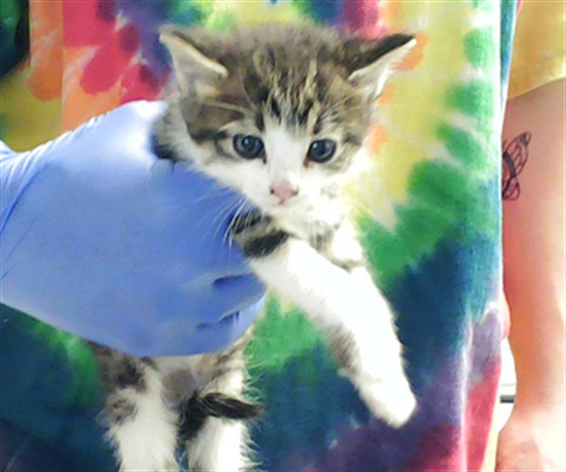 Shelter Stray Female Cat last seen Near BLOCK FURMAN DR, FAYETTEVILLE NC 28304, Fayetteville, NC 28306