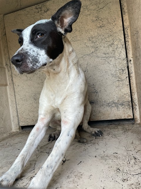 Shelter Stray Unknown Dog last seen Near BLOCK NW 7TH ST, OKLAHOMA CITY OK 73106, Oklahoma City, OK 73129