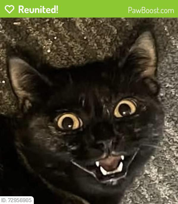 Reunited Female Cat last seen El Favorito, Mill St, French Ave, Grass Valley, CA 95945