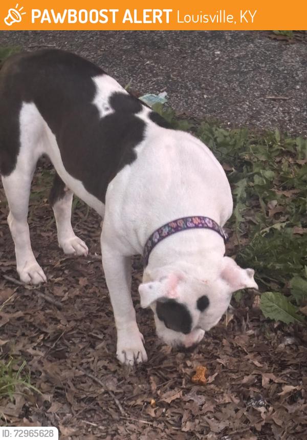 Found/Stray Female Dog last seen Taylor and berry , Louisville, KY 40215