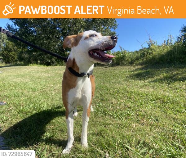 Found/Stray Female Dog last seen Near holland Road Virginia Beach, Virginia Beach, VA 23452