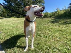 Found/Stray Female Dog last seen Near holland Road Virginia Beach, Virginia Beach, VA 23452