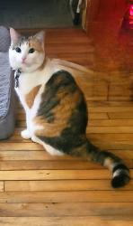 Lost Female Cat last seen Near River Road, Manotick , Ottawa, ON K4M 1B4