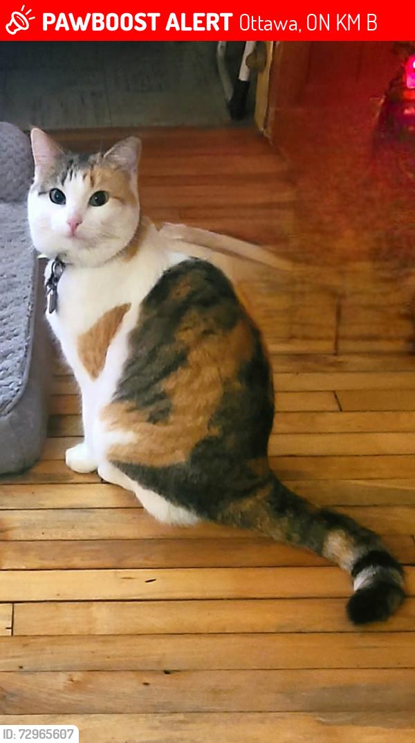 Lost Female Cat last seen Near River Road, Manotick , Ottawa, ON K4M 1B4