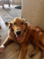 Found/Stray Female Dog last seen Northern and Citrsu — Waddell, Citrus Park, AZ 85355
