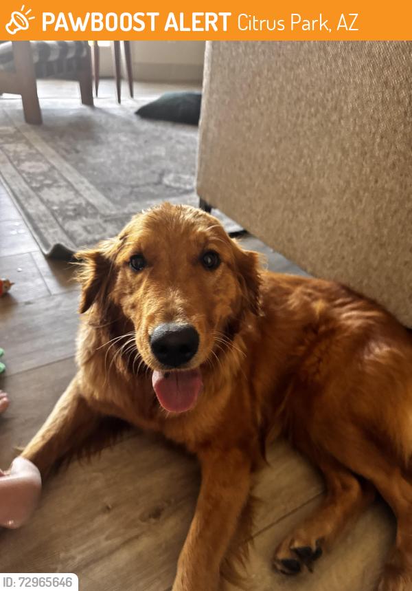 Found/Stray Female Dog last seen Northern and Citrsu — Waddell, Citrus Park, AZ 85355