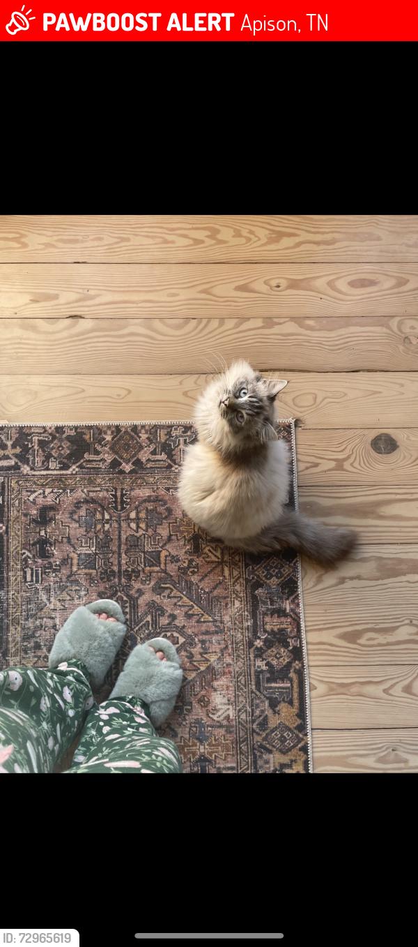 Lost Female Cat last seen Jackson rd and McDonald rd, Apison, TN 37302