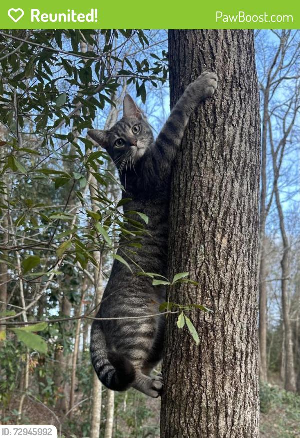 Reunited Male Cat last seen Pace Mill Creek and Robinson ests, Pace, FL 32571