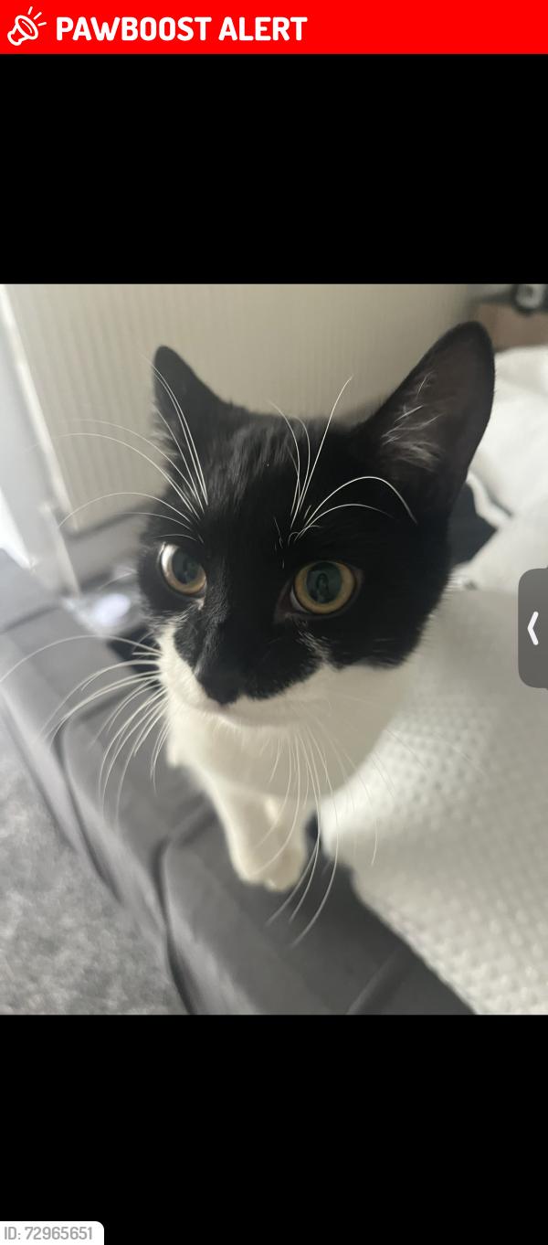 Lost Male Cat last seen Manselton, Manselton, Wales SA5