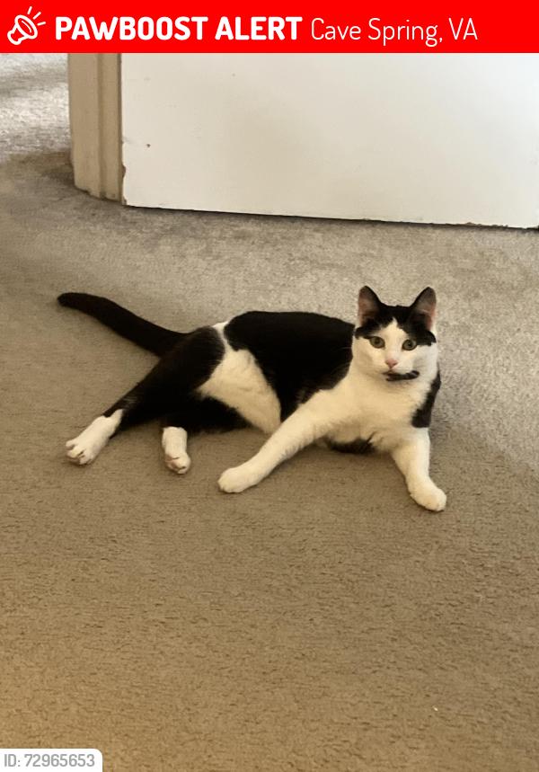 Lost Male Cat last seen Pebble Creek apmts , Cave Spring, VA 24018