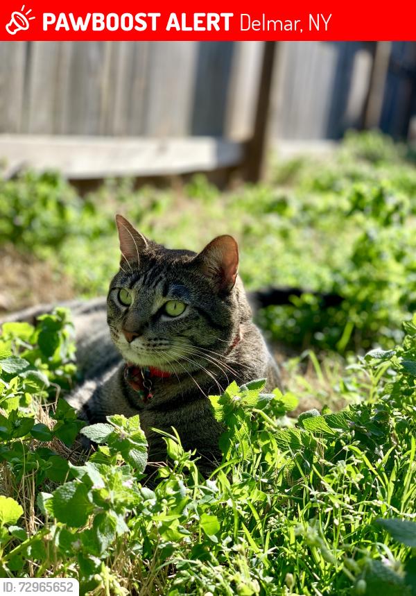 Lost Male Cat last seen Near greenock road, delmar, ny, Delmar, NY 12054