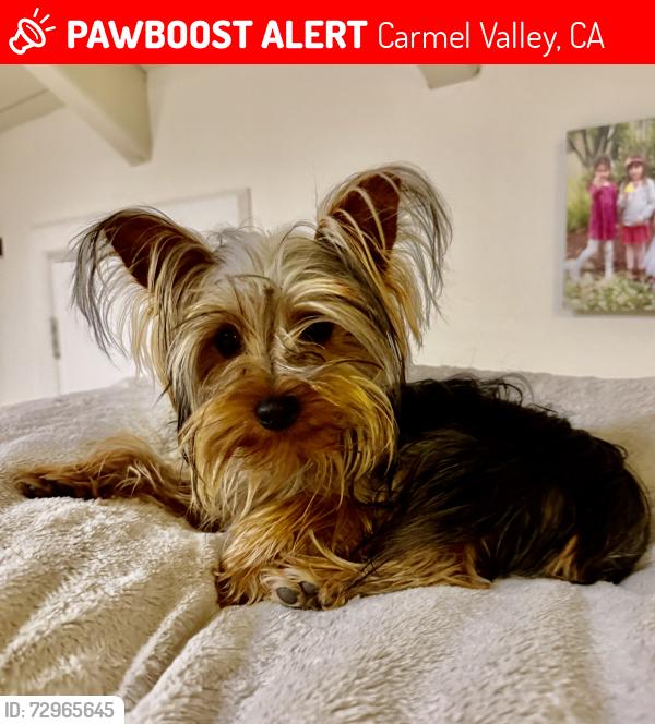 Lost Male Dog last seen Carmel valley road and Los laureles grade, Carmel Valley, CA 93924