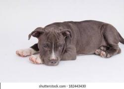 Found/Stray Unknown Dog last seen Between High School Road and Moller Rd, Heading toward High School Road, Indianapolis, IN 46254