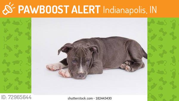Found/Stray Unknown Dog last seen Between High School Road and Moller Rd, Heading toward High School Road, Indianapolis, IN 46254