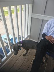 Lost Female Dog last seen Whittier , Columbus, OH 43207