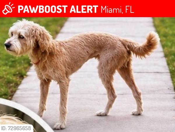 Lost Female Dog last seen Tropical Park, Miami, FL 33155