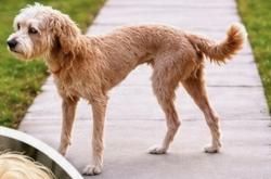 Lost Female Dog last seen Tropical Park, Miami, FL 33155