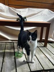 Lost Male Cat last seen New Jersey Avenue , Neptune Township, NJ 07756