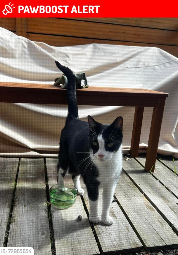 Lost Male Cat last seen New Jersey Avenue , Neptune Township, NJ 07756