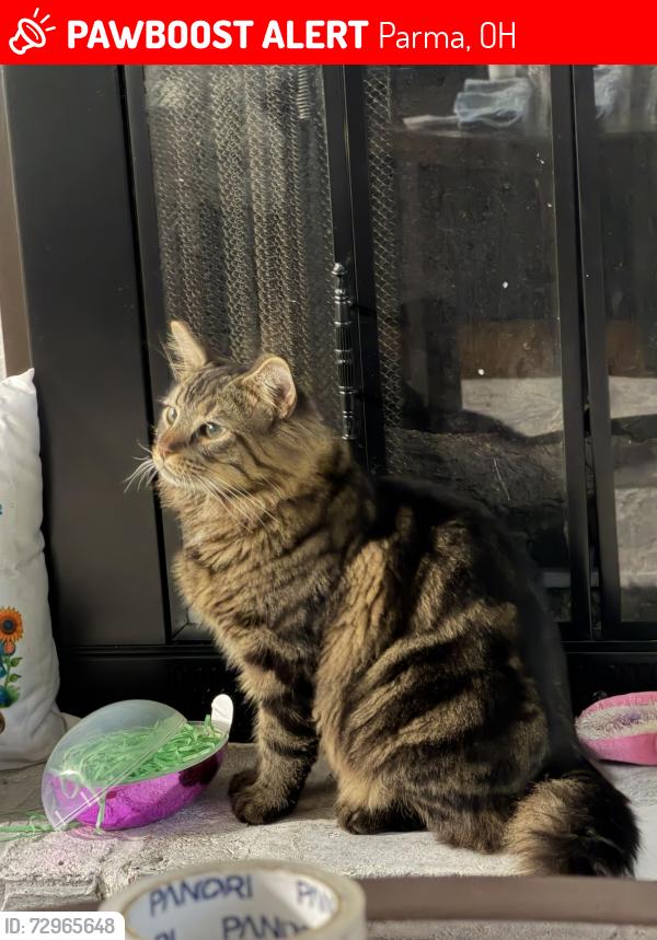 Lost Male Cat last seen Brookpark and Broadview, Parma, OH 44134