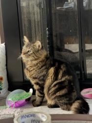 Lost Male Cat last seen Brookpark and Broadview, Parma, OH 44134