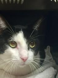 Lost Male Cat last seen NW 115 & County Line Rd , Oklahoma City, OK 73162