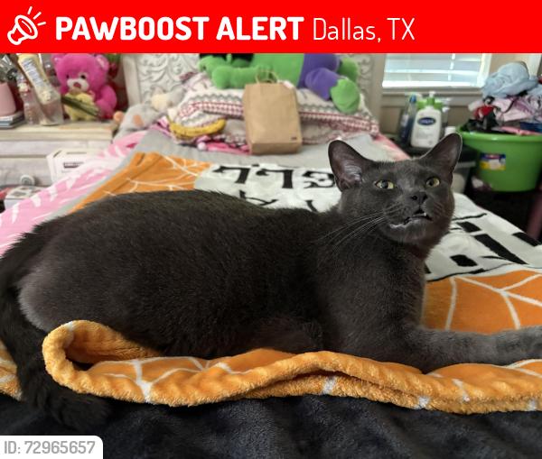Lost Female Cat last seen Near S Hampton Rd Dallas, TX  75224 United States, Dallas, TX 75224