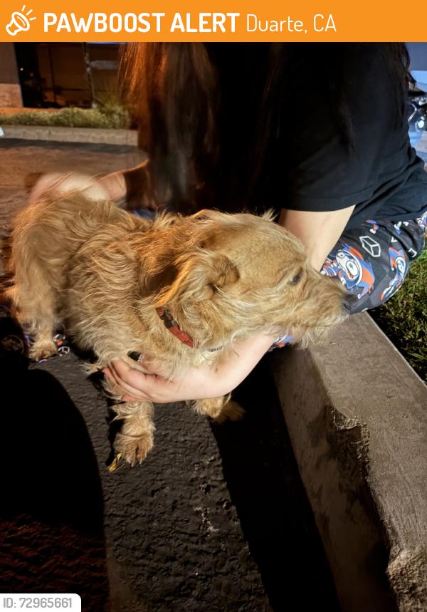 Found/Stray Male Dog last seen Bateman & Meridian St, Duarte, CA 91010